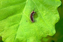 卡特彼勒,昆蟲,光明
