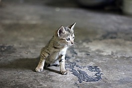 貓,動物,小貓