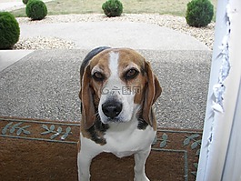 小獵犬,特寫(xiě),好奇