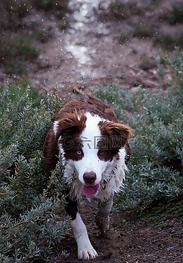 邊境牧羊犬,濕狗,狗