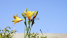 百合,鮮花,天空