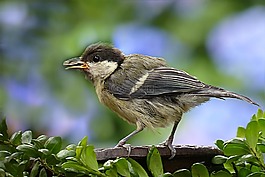 動(dòng)物,鳥,kohlmeise年輕