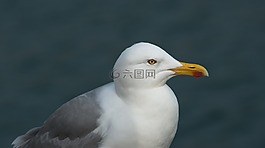 青魚鷗,海鷗,拉魯斯弓