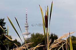 蘆葦,塔,池塘
