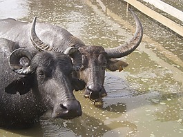 水牛城,marajoara,杜帕拉