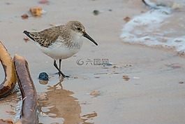 桑德林,鳥,濱鷸阿爾巴