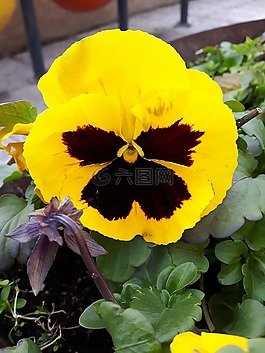 花,花園,鮮花