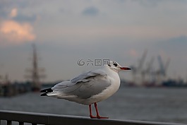 海鷗,易北河,野生動(dòng)物攝影