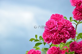 玫瑰,寺院的神圣十字架,邁森