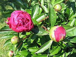 牡丹,紅色,芽