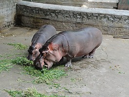 河馬,動物園