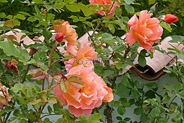 玫瑰 westerland,花园的墙,三文鱼