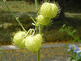 種子,植物,自然