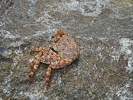 蟹,海洋,海上生活