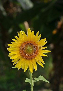 花,向日葵,自然