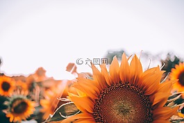 盛開,開花,特寫