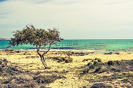 樹,沙丘,海