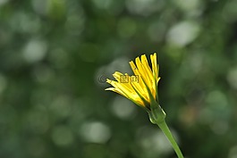 開花,黃色,芽