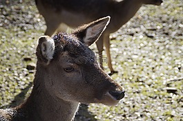 獐鹿,ricke,动物