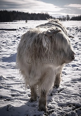 牛,動物,鐵