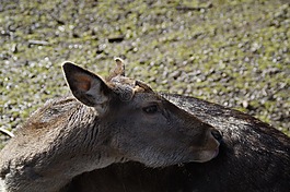 獐鹿,ricke,动物