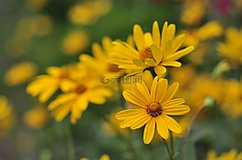 開花,太陽花,黃色