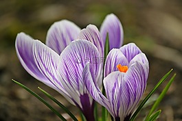 藏紅花,鮮花,花