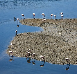 火烈鳥,水,藍(lán)色