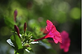 開花,紅色,紫茉莉