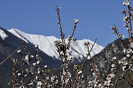 杏仁樹,鮮花,雪