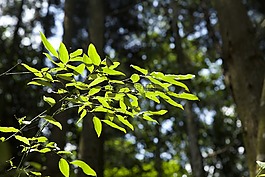 綠葉,樹林,風景