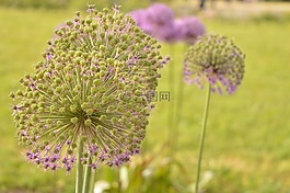 花,紫羅蘭色,特寫