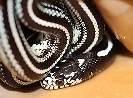 鏈瞎扯,lampropeltis getula,小毒蛇