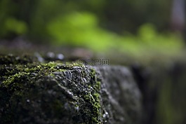 青苔,石头,风景