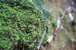 青苔,石头,风景