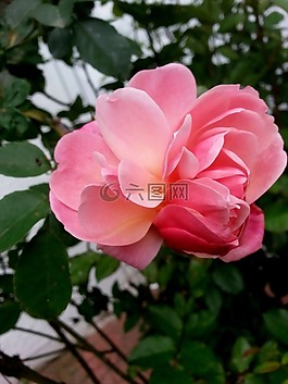玫瑰,玫瑰綻放,開(kāi)花