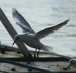 嘴鸥,鸟,chroicocephalus ridibundus