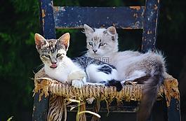 只饥饿的猫,宠物的肖像,小猫