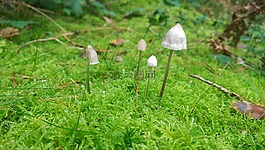 蘑菇,苔,森林