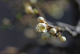斯卢,开花的黑荆棘,花卉