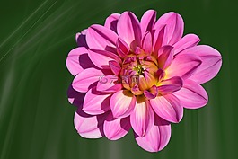 嬌琴紗,花,開花