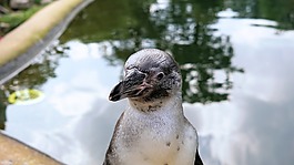 企鵝,鳥(niǎo),動(dòng)物