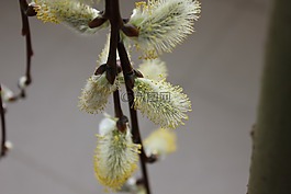 春天,工廠,開花