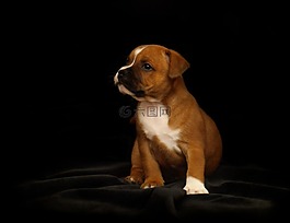 小狗,斯塔福郡斗牛犬,狗