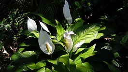 緊鄰和平,性質(zhì),植物