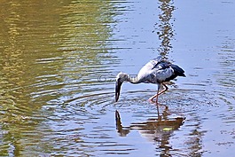 灰鷺,起重機(jī),釣魚