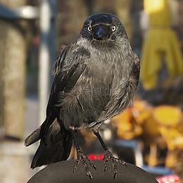 寒鴉,鳴鳥,鴉雀