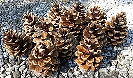 松果,錐體,松
