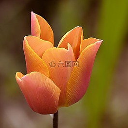 郁金香,花,開(kāi)花