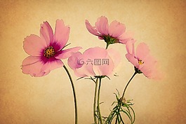 年份,cosmea,鲜花